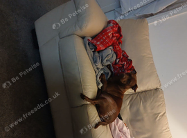 Patterdale terrier