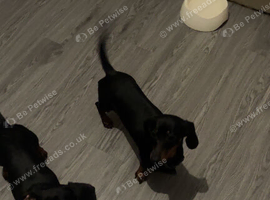 2 sister dogs a year old
