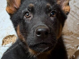 Beautiful German shepherd pups