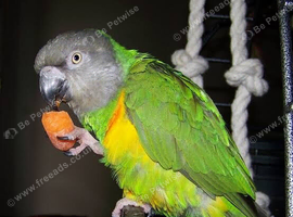 Lovely parrot senegal