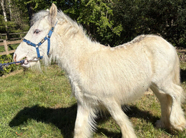 9 months exceptional blagdon  colt show ring quality