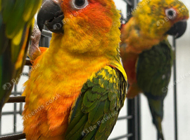 Hand Reared Stunning Sun Conures