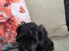 Beautiful cockapoo f2 puppies