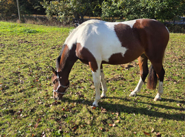 British warmblood filly
