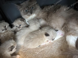 2 rag doll kitten 8 weeks