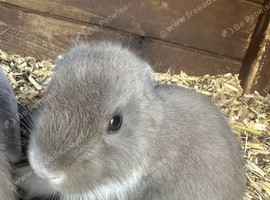 Rabbits
