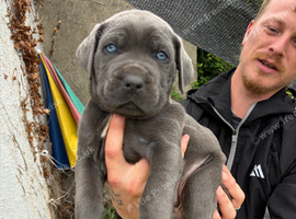 Cane corso