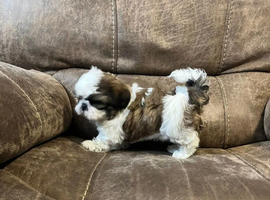 Our last shih tzu puppie girl