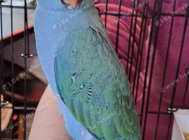 2 young male handreared Indian ringnecks available soon