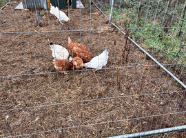 Flock of hens