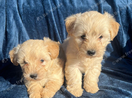 BEAUTIFUL WESTIEPOO PUPPIES