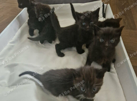 Kittens