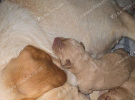 2 boy puppy labradoor