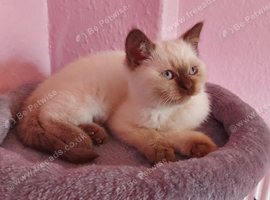 Full British shorthair available now Bradford