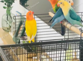 Beautiful Lovebirds for Sale with DNA