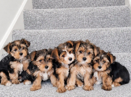 ️Beautiful puppies looking for their forever homes.