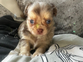 Chihuahua Longcoat chocolate Merle boy