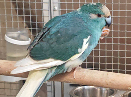 Baby Kakirikies, Blue, Yellows