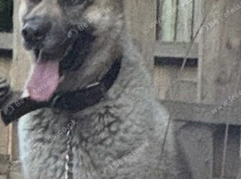 German Shepherd