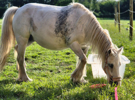 Welsh x Mare 13 years young