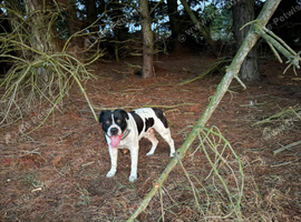 Chief - Staffy x American bulldog