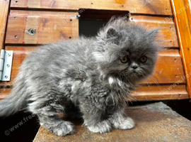 Adorable Persian kittens