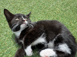 Gorgeous male kitten