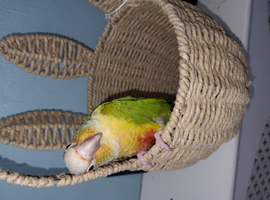 Pineapple conure