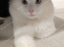 Beautiful white cat for sale