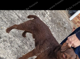 Cracking Stud Dog