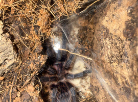 Phormictopus sp. &ldquo;Green/Gold