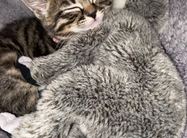 Gentle Tabby - Girl