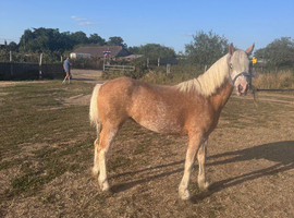 Lovely regerstard sec A mare.