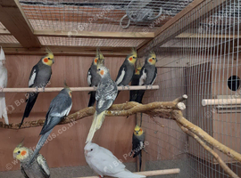 Adult Grey Cockatiels Males Only