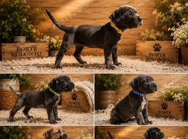 Champion blood line puppiez