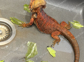 Male Bearded dragon for sale