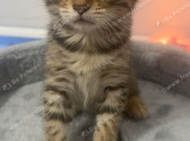 Two adorable kittens looking for a loving home