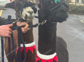Pure black intact male alpaca