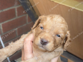 Beautiful litter of 6 cockapoo&rsquo;s