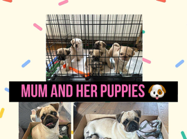 Beautiful pedigree pug puppies