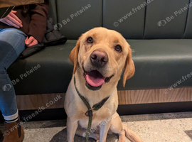 Female Labrador