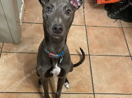 Whippet looking for a new home