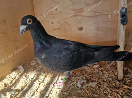 Black racer