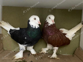 Pair of fancy pigeons for sale in Blackburn