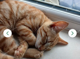 Male kittens