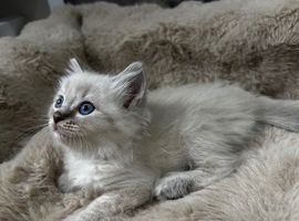 Gorgeous ragdoll kittens