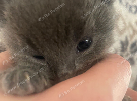 Two amazing little kitties looking for there forever loving homes