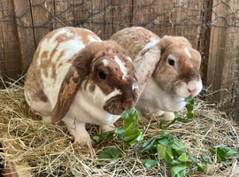Plush Lop Bonded Sister Pair