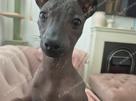 Mexican hairless zolo