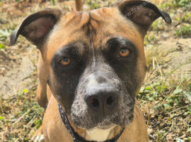 Need rehome dog asap